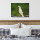 14x11 Albino Robin in Crown Point Leinwanddruck (Insitu (Schlafzimmer))