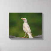 14x11 Albino Robin in Crown Point Leinwanddruck (Vorderseite)