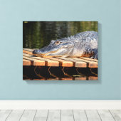 14x11 Alligator bei Homosassa Springs Wildlife Sta Leinwanddruck (Insitu (Holzboden))