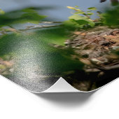 14x11 Bald-Adler verlassend Nest Fotodruck (Ecke)