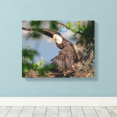 14x11 Bald-Adler verlassend Nest Leinwanddruck (Insitu (Holzboden))
