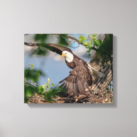14x11 Bald-Adler verlassend Nest Leinwanddruck (Vorderseite)