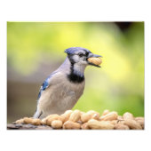 14x11 Blue Jay mit Erdnuss Fotodruck (Vorne)