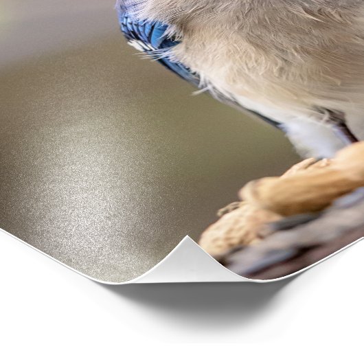 14x11 Blue Jay mit Erdnuss Fotodruck (Ecke)