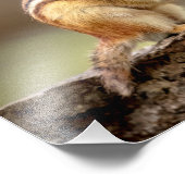 14x11 Chipmunk mit Erdnuss Fotodruck (Ecke)