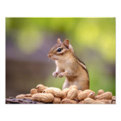 14x11 Chipmunk mit Erdnüssen Fotodruck (Vorne)