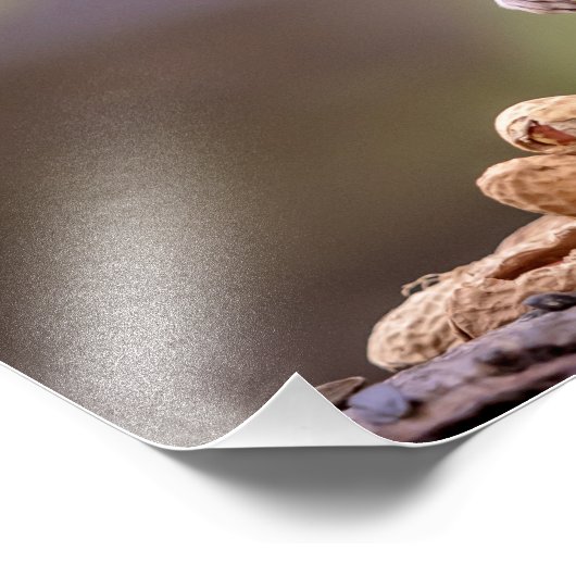 14x11 Chipmunk mit Erdnüssen Fotodruck (Ecke)