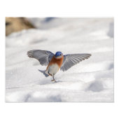 14x11 Eastern Bluebird tanzen im Schnee Fotodruck (Vorne)