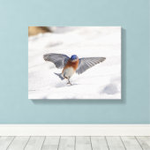 14x11 Eastern Bluebird tanzen im Schnee Leinwanddruck (Insitu (Holzboden))
