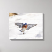 14x11 Eastern Bluebird tanzen im Schnee Leinwanddruck (Vorderseite)