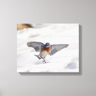 14x11 Eastern Bluebird tanzen im Schnee Leinwanddruck