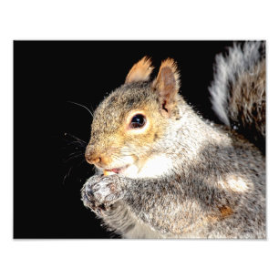 14x11 Eichhörnchen, die eine Nuss essen Fotodruck