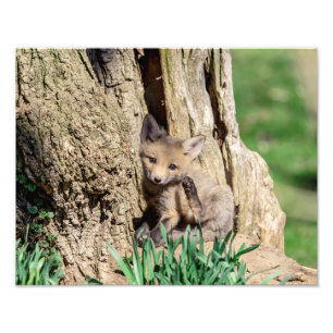 14x11 Fox Kit im Hudson Valley Fotodruck