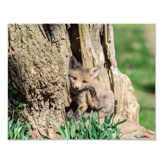 14x11 Fox Kit im Hudson Valley Fotodruck (Vorne)