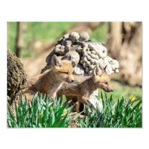 14x11 Fox Kits im Hudson Valley Fotodruck
