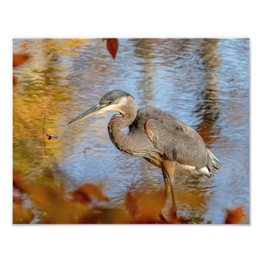 14x11 Great Blue Heron gerahmt mit Abfall Peeling Fotodruck (Vorne)