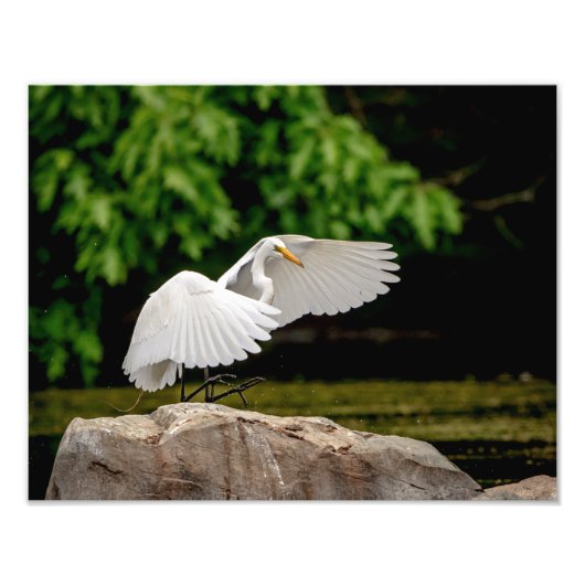 14x11 Großer Egret Fotodruck (Vorne)