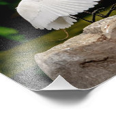 14x11 Großer Egret Fotodruck (Ecke)