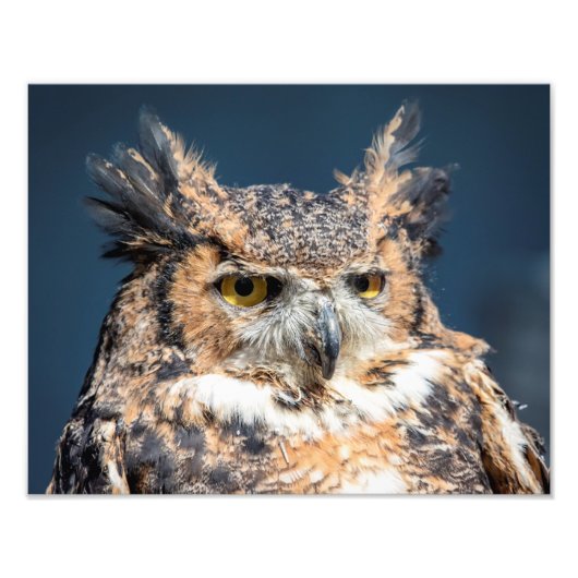 14x11 Großes Horned Owl Portrait Fotodruck (Vorne)