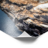 14x11 Großes Horned Owl Portrait Fotodruck (Ecke)