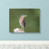 14x11 Grüner Heron auf einem Protokoll Leinwanddruck (Insitu (Holzboden))