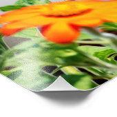 14x11 Hummingbird auf einer blühenden Pflanze Fotodruck (Ecke)