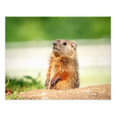 14x11 Junge Groundhog Fotodruck (Vorne)