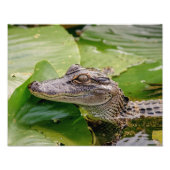 14x11 Junger Alligator Fotodruck (Vorne)