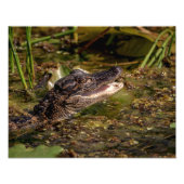 14x11 Junger Alligator Fotodruck (Vorne)
