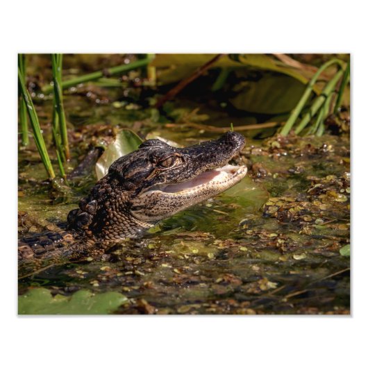 14x11 Junger Alligator Fotodruck (Vorne)