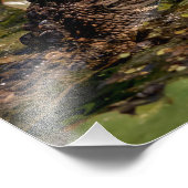 14x11 Junger Alligator Fotodruck (Ecke)