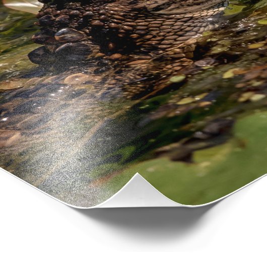 14x11 Junger Alligator Fotodruck (Ecke)