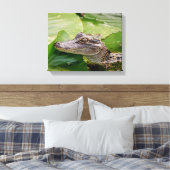 14x11 Junger Alligator Leinwanddruck (Insitu (Schlafzimmer))