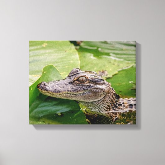 14x11 Junger Alligator Leinwanddruck (Vorderseite)