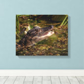 14x11 Junger Alligator Leinwanddruck (Insitu (Holzboden))