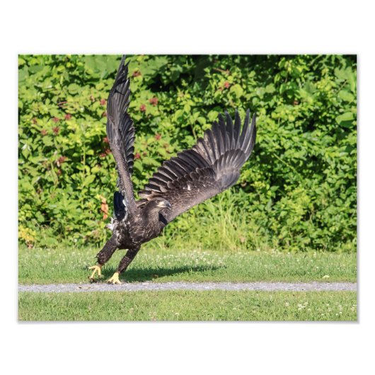 14x11 Juvenile Bald Eagle Fotodruck (Vorne)