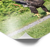 14x11 Juvenile Bald Eagle Fotodruck (Ecke)