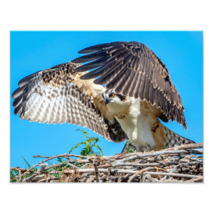 14x11 Juvenile Osprey im Nest Fotodruck