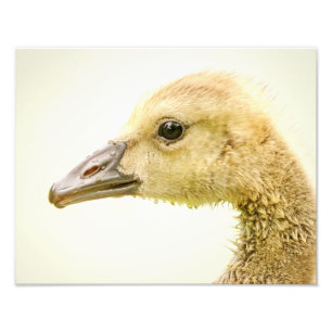 14x11 Kanadische Gans (Gänse) Fotodruck