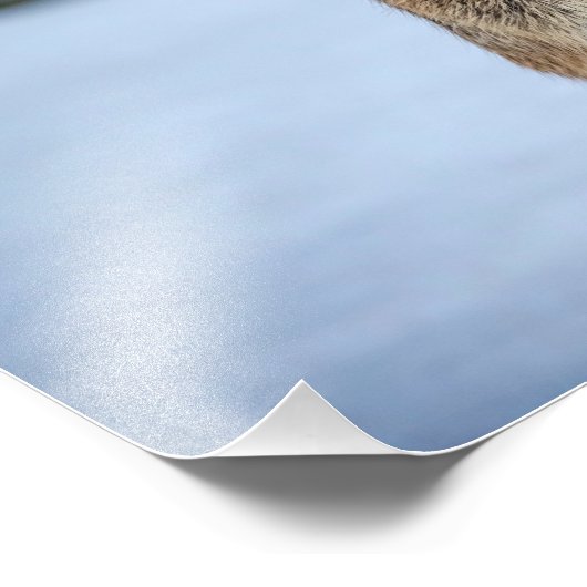 14x11 Kaninchen im Schnee Fotodruck (Ecke)