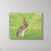 14x11 Kaninchen stehend im Gras und schüchtern aus Leinwanddruck (Vorderseite)