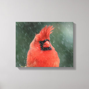 14x11 Kardinal in einem Kiefernbaum bei einem Schn Leinwanddruck