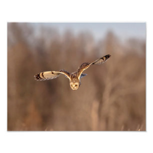 14x11 Kurz-Ohruhentauchen in Richtung Boden Fotodruck