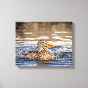 14x11 Mallard Duck im Downing Park Leinwanddruck