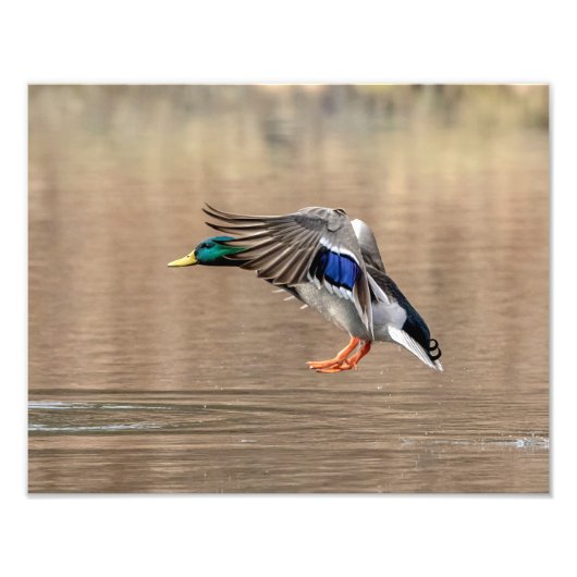 14x11 Mallard Duck im Flug Fotodruck (Vorne)