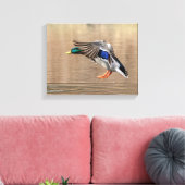 14x11 Mallard Duck im Flug Leinwanddruck (Insitu (Wohnzimmer))