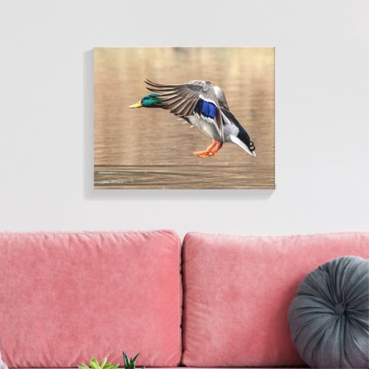 14x11 Mallard Duck im Flug Leinwanddruck (Insitu (Wohnzimmer))