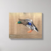 14x11 Mallard Duck im Flug Leinwanddruck (Vorderseite)