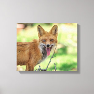 14x11 Mama Fox im Hudson Valley Leinwanddruck