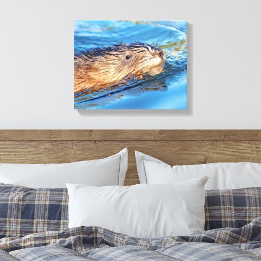 14x11 Muskrat in Vassar Farms Ecological Preserve Leinwanddruck (Insitu (Schlafzimmer))